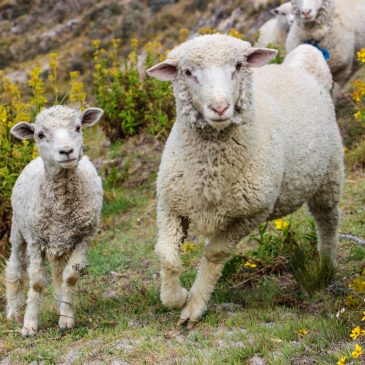 Feed my sheep: the second level of liturgical participation